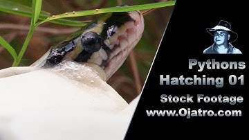 Pythons Hatching 01 Stock Footage