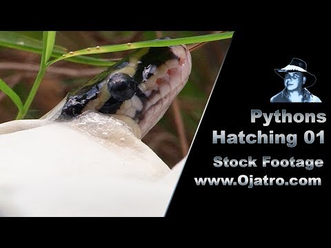 Pythons Hatching 01 Stock Footage