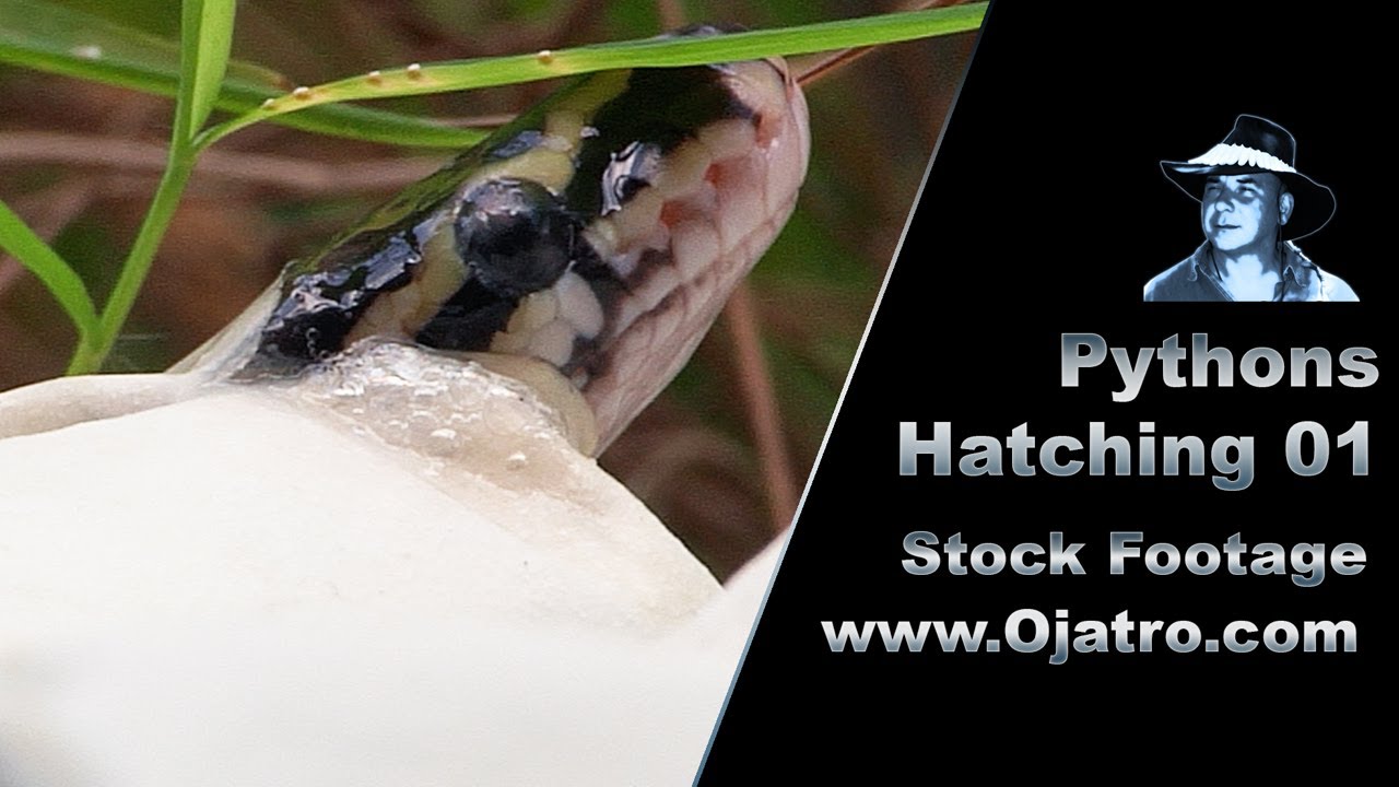 Pythons Hatching 01 Stock Footage - YouTube
