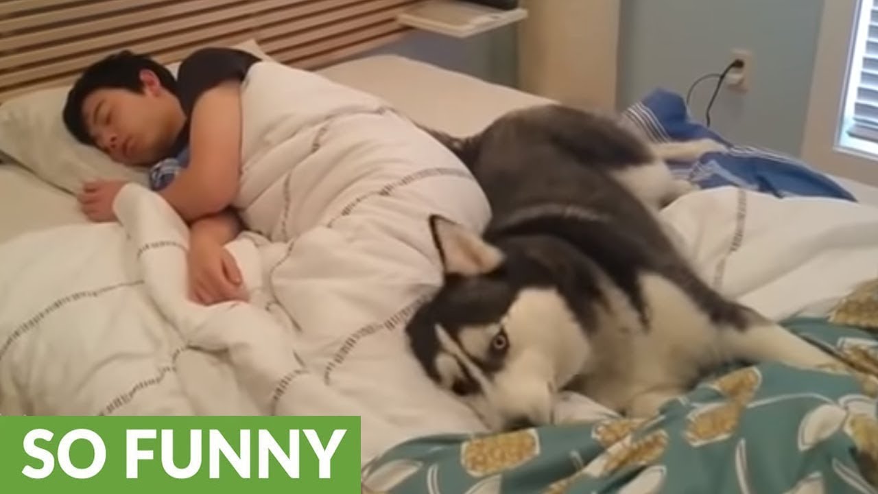 Husky attempts to wake up owner, ends up snuggling him - YouTube