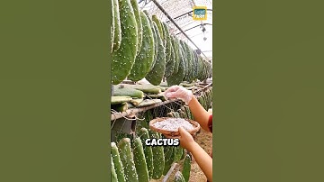 Why do Chinese people raise insects on cactus leaves? #cactus #shorts