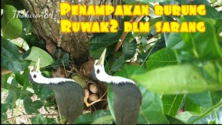 Mencari sarang burung ruwak ruwak yang masih megerami telurnya