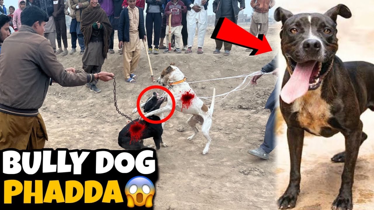 Qari Ne Bht Bara Challenge Match Karwa Dia||😱