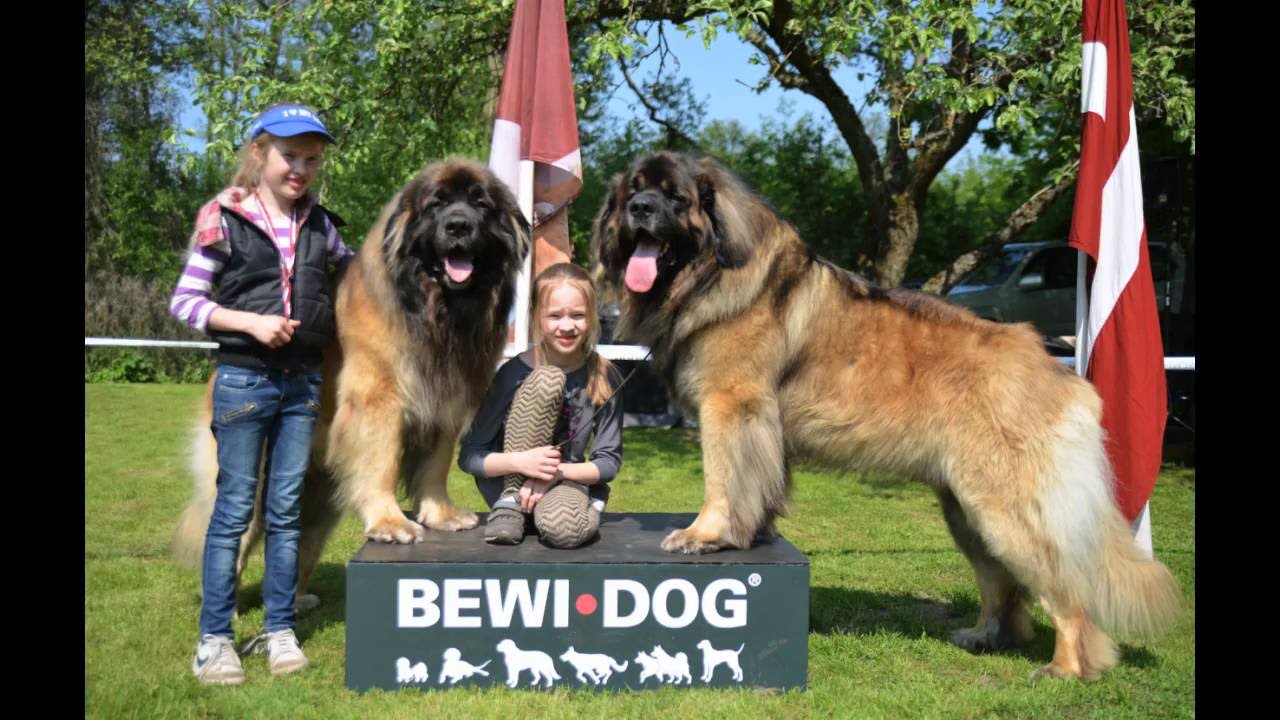 golden leonberger