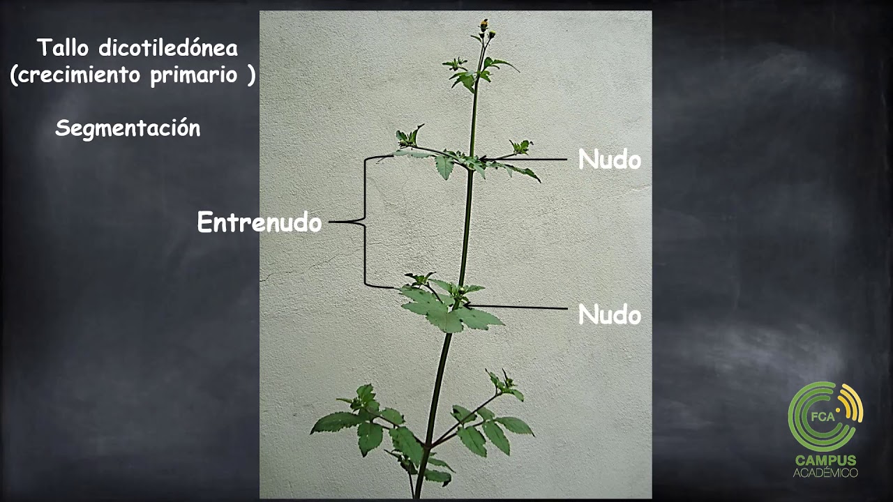 Exomorfología y Anatomía del Tallo - YouTube