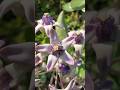Calotropis gigantea atau tanaman widuri biduri #Calotropisgigantea #widuri #biduri #tanamanhias