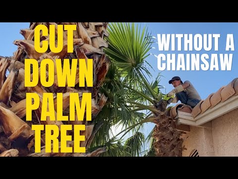 Videó: Hogyan vágjuk le a pálmát?