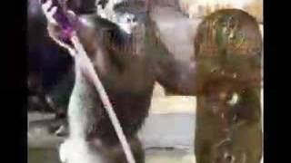 Robot Monkey Warriors