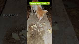 ​Feeding A Hungry Kitten #catshorts #catvideos#cat #kitten #viralvideo #shorts #trending #catshorts