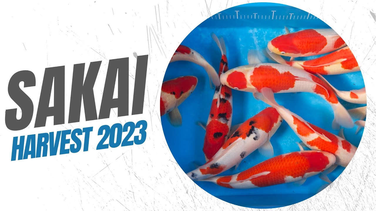 Incredible Sakai Autumn Harvest | 2023
