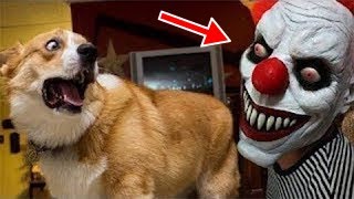 Funny And Cute Corgi Puppies Videos Compilation 2021 Cutest Corgis Ever Part 5
