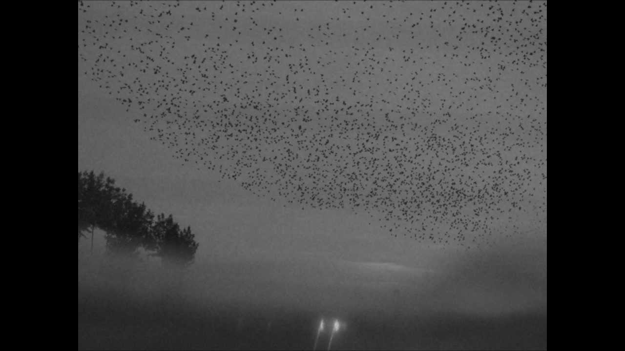 Paramoldah - Птицы не поют для нас песни о любви