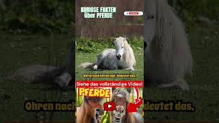 Fakten über Pferde Teil 3 #pferd #pferde #tier #tiere #fakten #kuriositäten