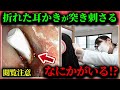 【閲覧注意】耳かきが奥で折れて刺さった…！？血まみれの耳から異物を摘出する緊急処置