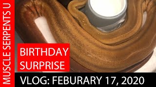 OVULATIONS & SNAKE EGGS!  Feb 17, 2020