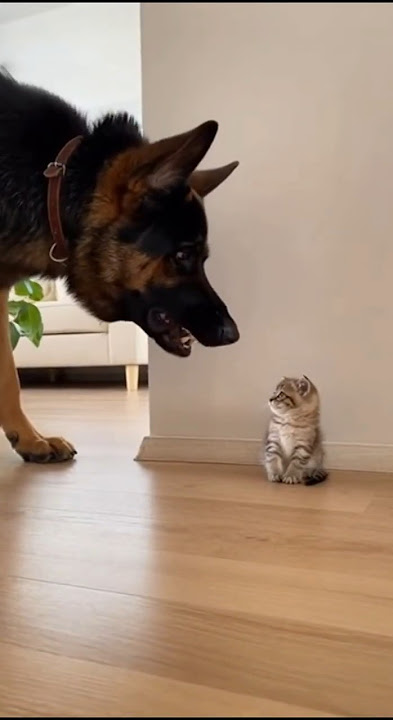 DOG Tries to BULLY Tiny Kitten.. then THIS Happens! #cats #ring #cctv #bear #catlovers #animallovers