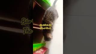 Báu thủ là đây. Tha nó đi mà #chibatv #cat #happy #xuhuongyoutube #meo