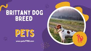 Unveiling the Charms of the Brittany Dog Breed