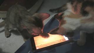 Kitten Main Aplikasi Mainan Buat Kucing Di HP screenshot 2