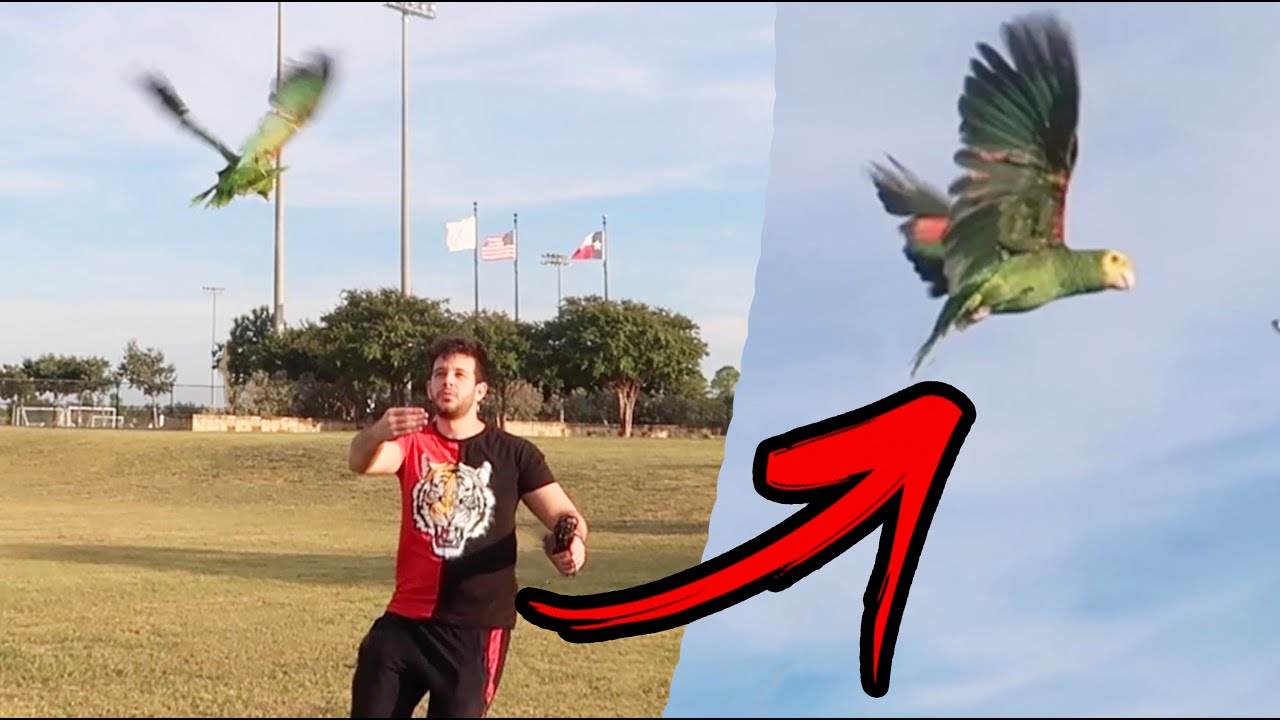 طيرت ببغائي ميزو صار يحلق مثل الصقر تتوقعون بعده خاين وغدار؟؟