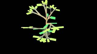 Plant Growth Simulation