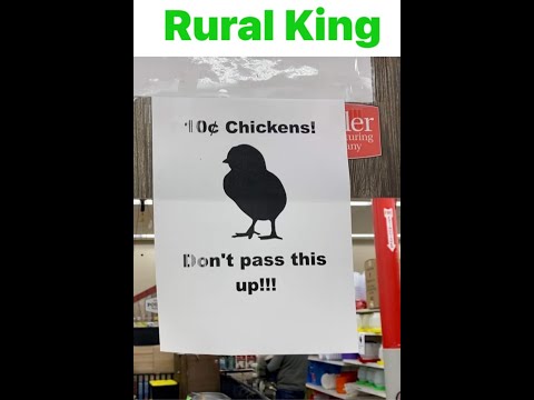 10 cents a chicken at Rural king I was in a shock