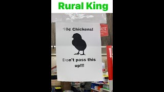 🔴 10 cents a chicken at Rural king I was in a shock