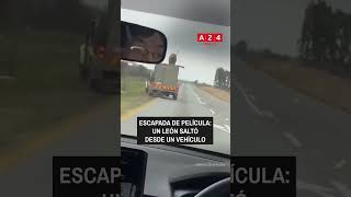  Un Len Se Escapa Y Salta De Un Vehculo En Movimiento