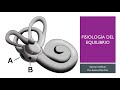 Aparato Vestibular - Fisiología del equilibrio