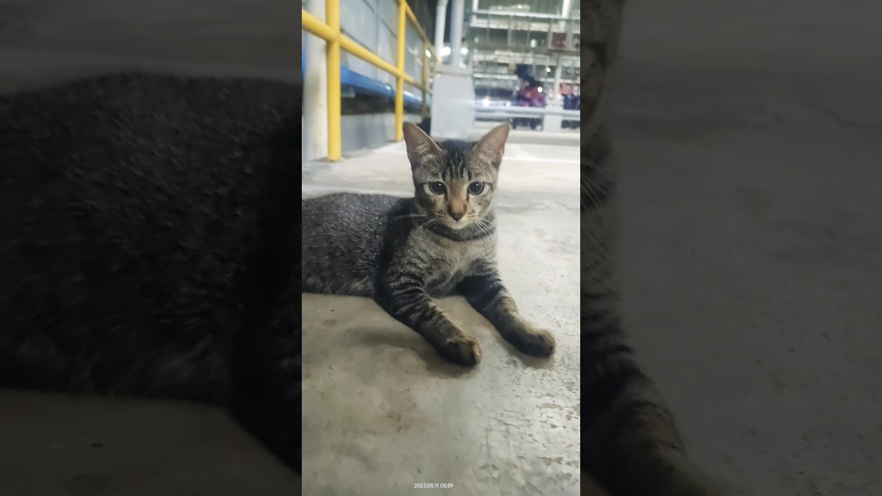 funny cats /kucing lucu 