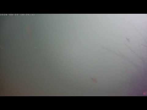 Lake Maggiore Underwater Wildlife camera source preview