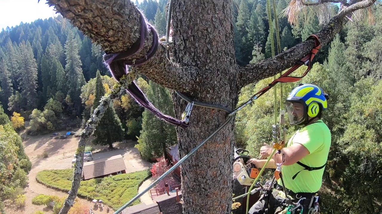 Speedline Pine - YouTube