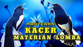 Kompilasi Masteran Bikin Emosi Dan Birahi Kacer Cepat Konslet On Buka Ekor Keluar Materi