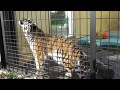 ココア~💕って呼んでたら来てくれました。釧路市動物園、2018年11月4日。