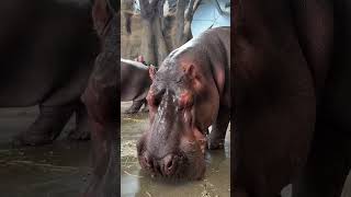 Hippo Snacking on Hay