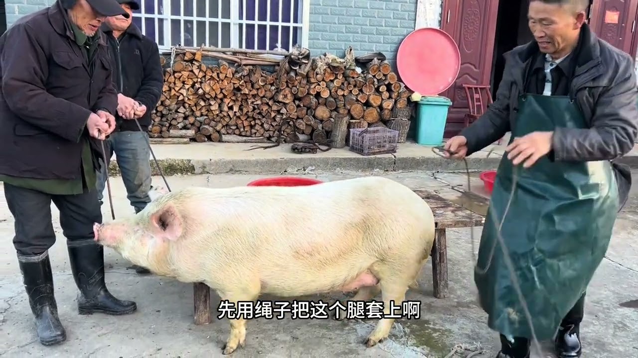 神使「猪」 75岁老人杀猪58年正式封刀展示独门绝技这刀满堂红太惊艳了#杀年猪了