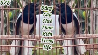 5/5- CHOÈ THAN KIỂN KHÁCH MỌI ĐỊA HÌNH VÀ CHOÈ GIÀ 6 VỤ GIÁ CHỈ HƠN TRIỆU #choethanhothay