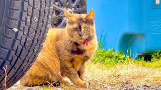 謎の猫が出現してまさかの展開に。。