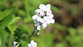 DAME'S VIOLET