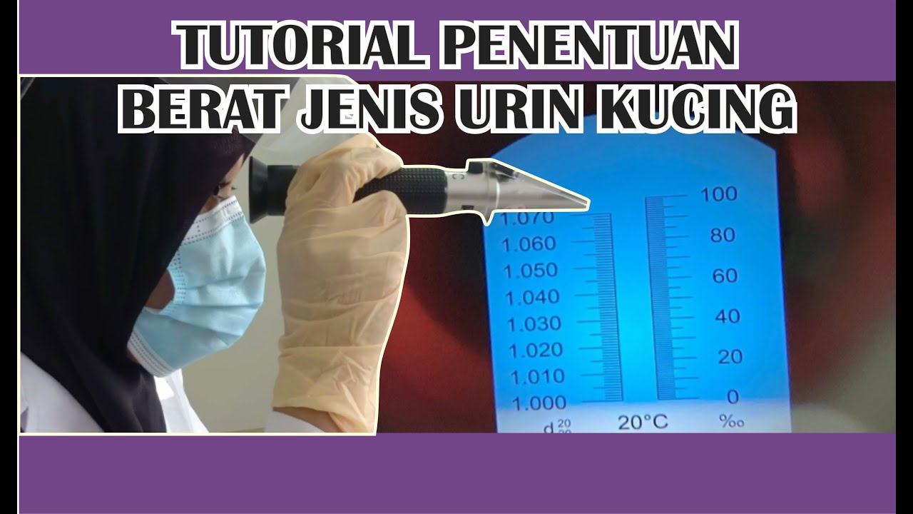 Tutorial penentuan BJ Urin Kucing: Prediksi Kesehatan Hewan