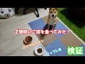 【豆柴ごま】検証！ロイヤルカナンとシュプレモを並べてみたら驚きの結果に・・・  Two kinds of food
