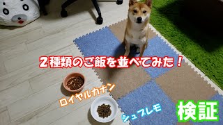【豆柴ごま】検証！ロイヤルカナンとシュプレモを並べてみたら驚きの結果に・・・  Two kinds of food