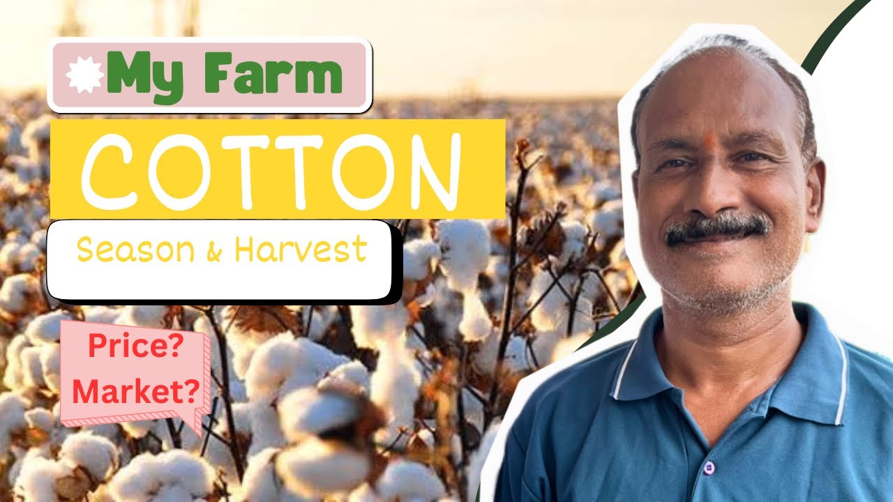 White Gold' kaise ugaye? ☁️ Cotton Growing Secret! कपास की खेती कैसे करें? 