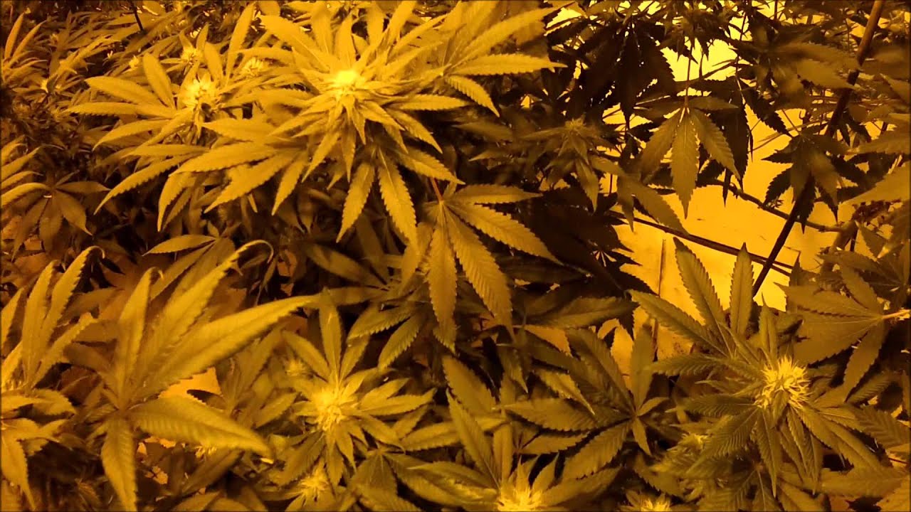 Medical Grow Update (flowering marijuana plants)