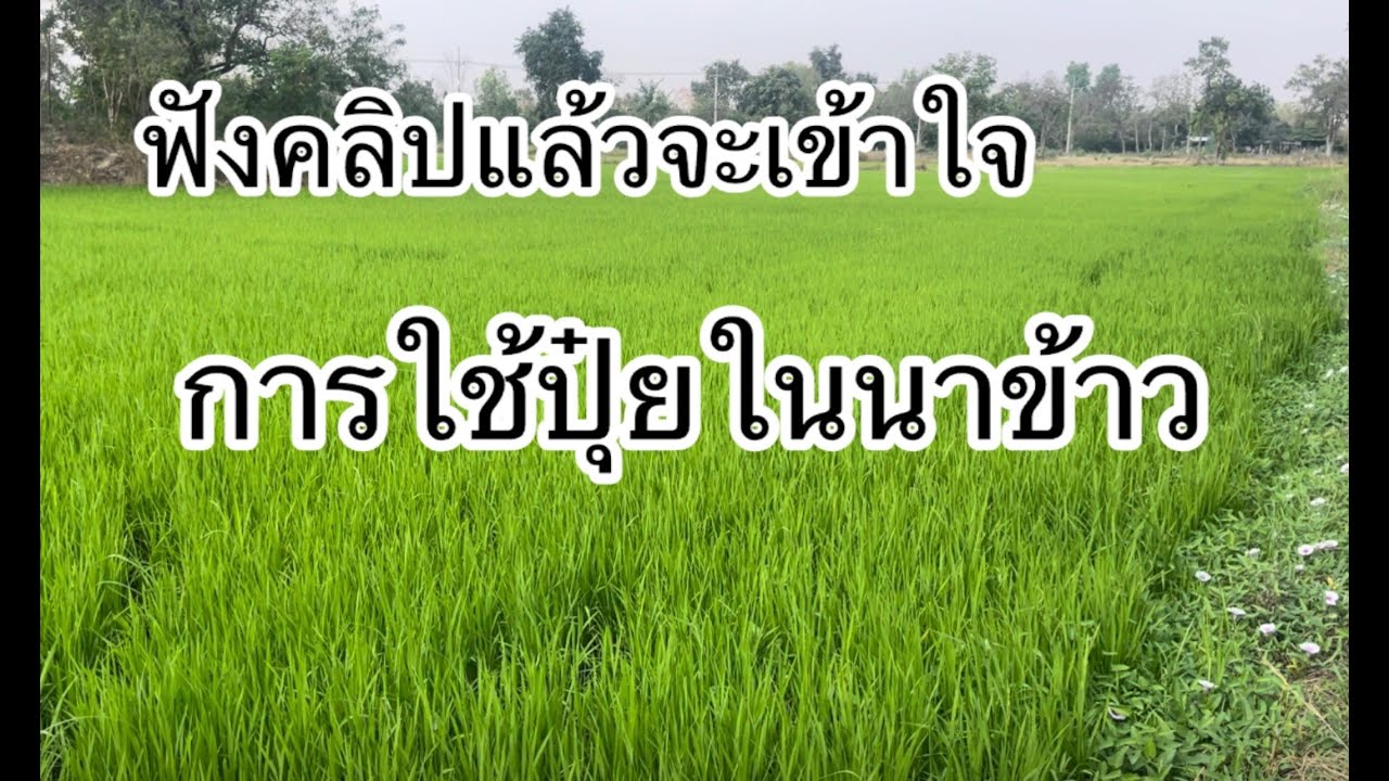 ฟังแล้วจะเข้าใจการใส่ปุ๋ยในนาข้าว