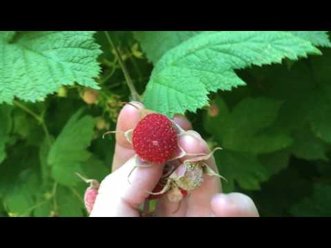 Thimbleberry Growing Guide: Tips From a Real Gardener