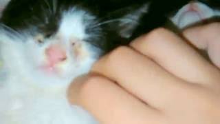 Gatitos se duermen por musica screenshot 4