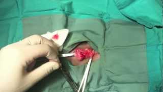 Dog Ovariectomy