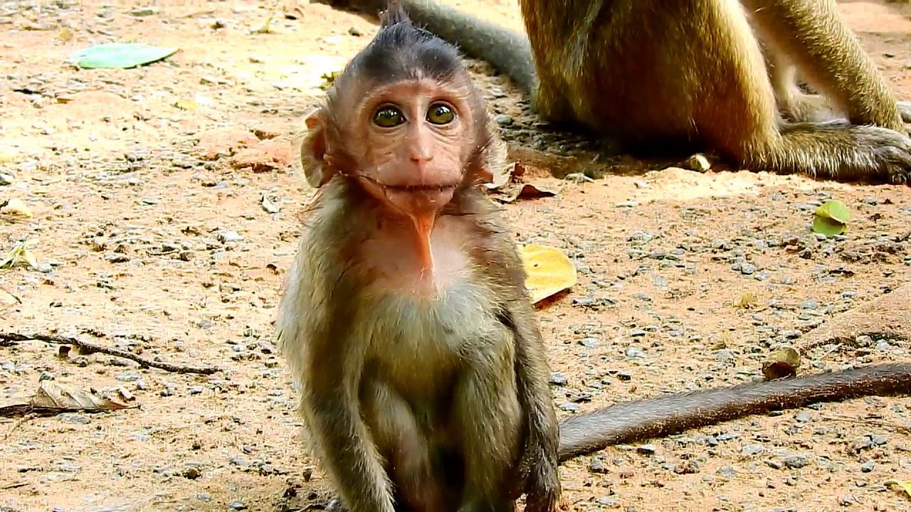 baby monkey crying for milk Truly touching heart, innocent monkey baby Lizza crying & begging for food when their mom being away