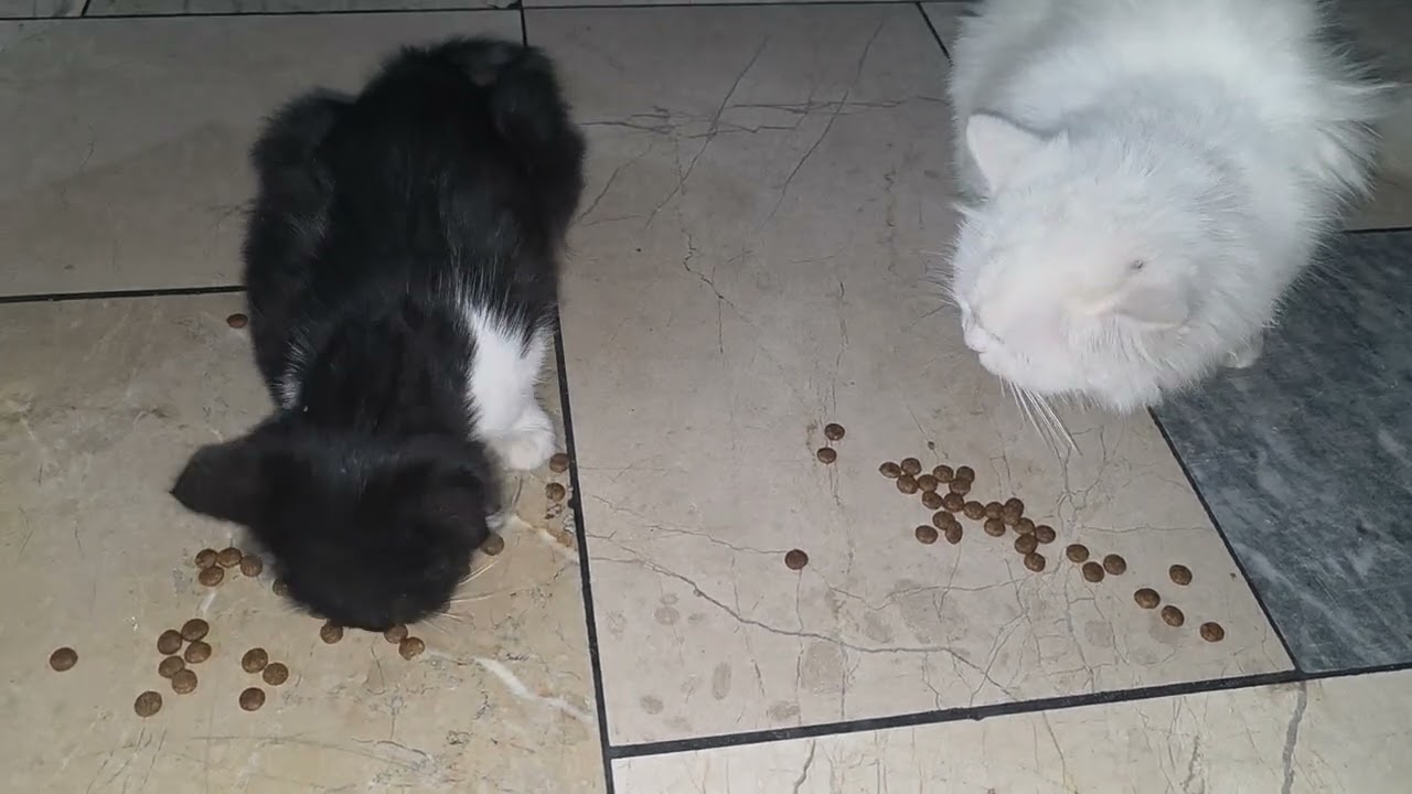 Kitna bhai chara h dono men😍🥰